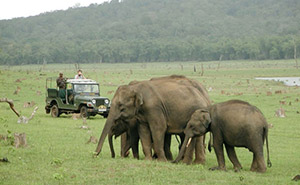 Bandipur Safari Lodge