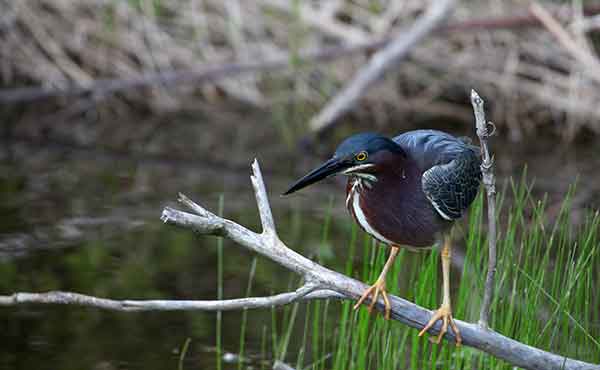 Bharatpur (Keoladeo Ghana National Park)