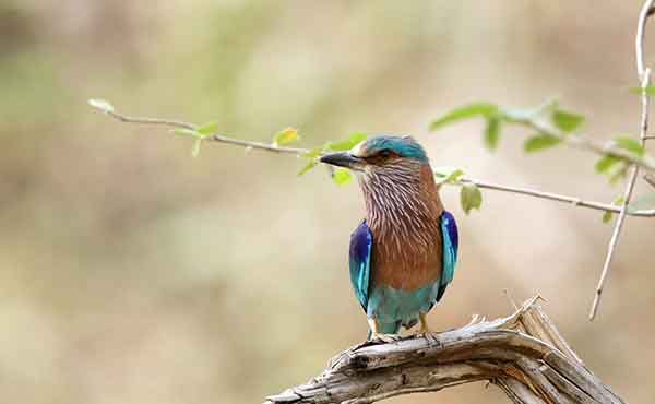 Corbett National Park