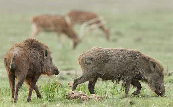 Anamalai Tiger Reserve