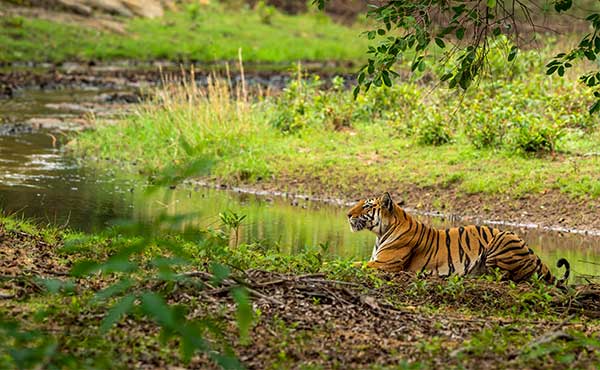 Kanha National Park