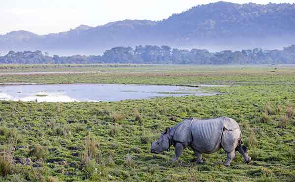 Kaziranga National Park