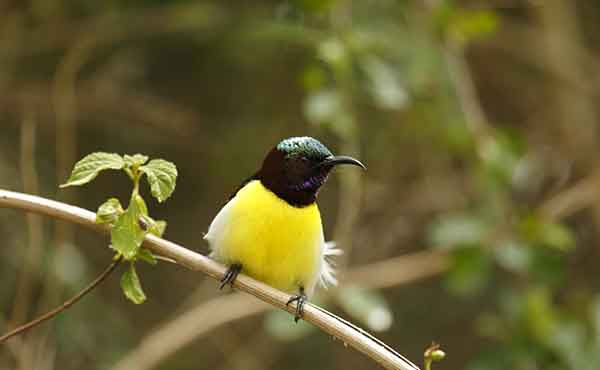 Kumarakom Bird Sanctuary