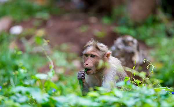 Mudumalai National Park