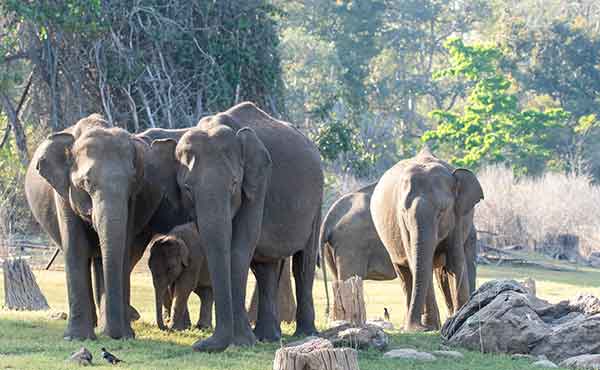 Nagarhole National Park