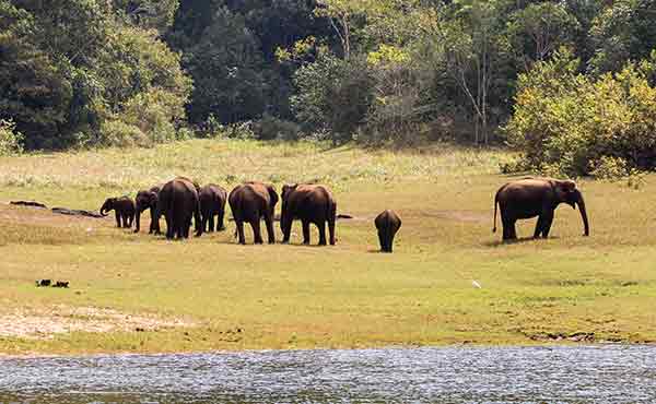Periyar Wildlife Sanctuary