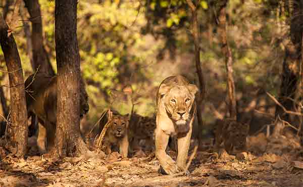 Sasan Gir National Park wildlife location in India, Asia | Wildlife  Worldwide