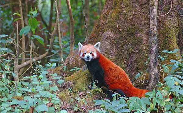 Singalila National Park
