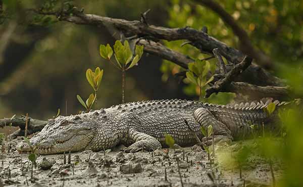Sundarbans National Park wildlife location in India, Asia | Wildlife  Worldwide