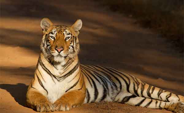 Tadoba Andhari Tiger Reserve