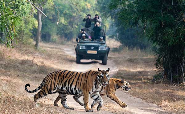 Tiger Safari Trips in India | Wildlife Worldwide