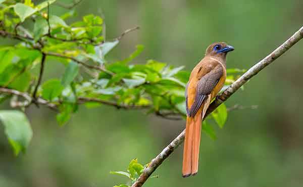 Wayanad Wildlife Sanctuary