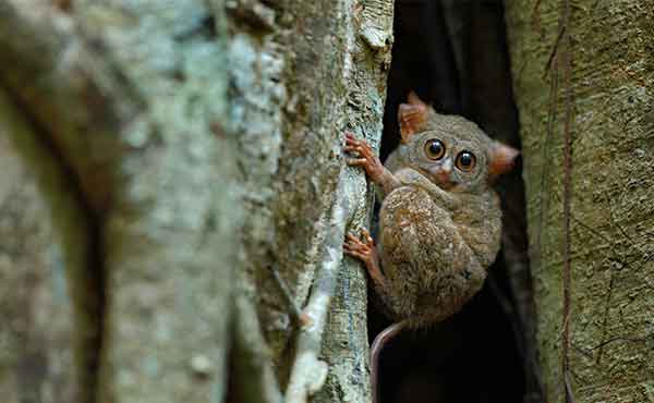 Tangkoko National Park