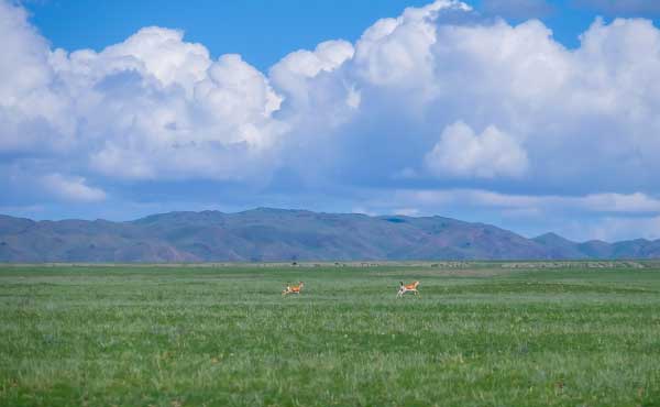 Eastern Mongolian Steppes