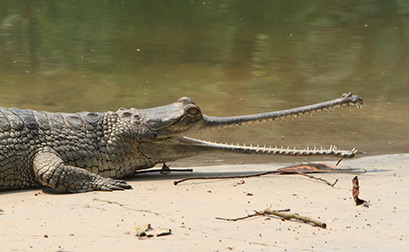Bardia National Park