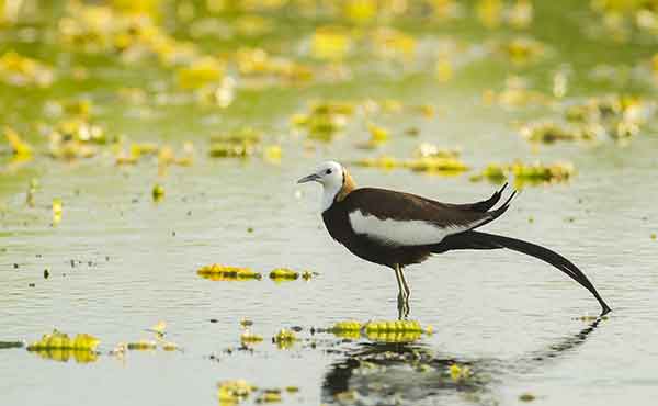 Koshi Tappu Wildlife Reserve