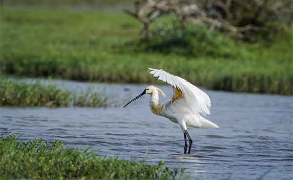 Bundala, Lewaya & Kalametiya Reserves