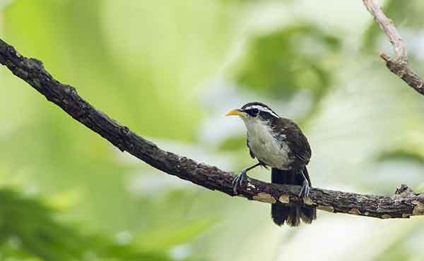 Kandy & Udawattakele Forest Reserve