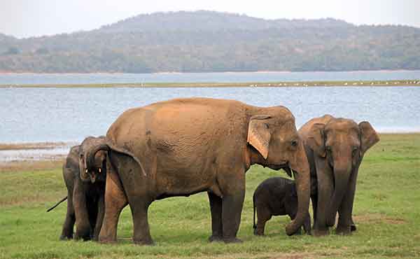 Minneriya National Park