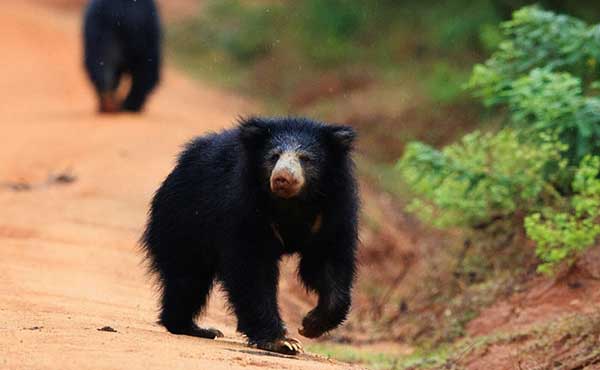 Wilpattu National Park