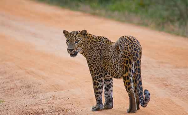 Yala National Park