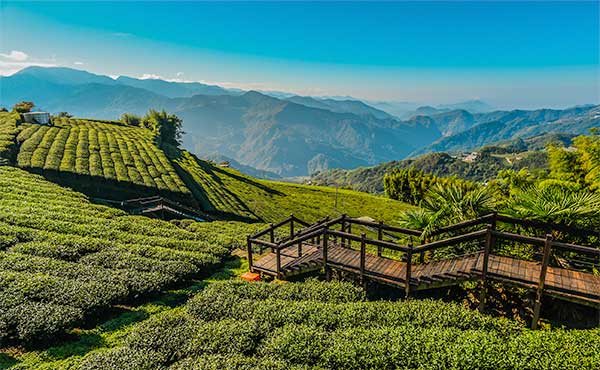 Alishan National Scenic Area