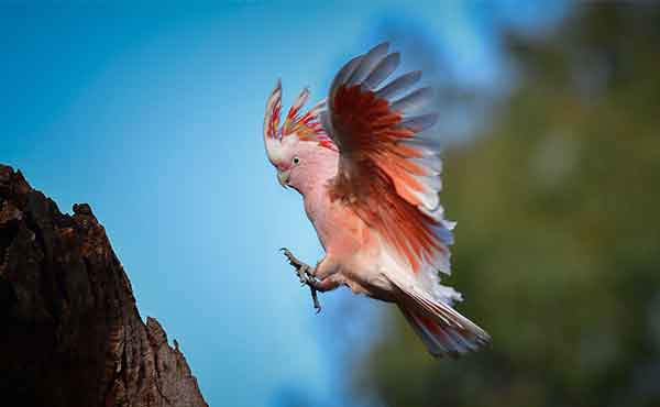 Gawler Ranges National Park