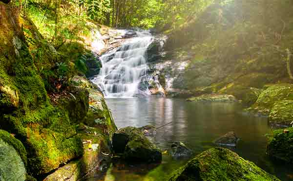 Kondalilla National Park
