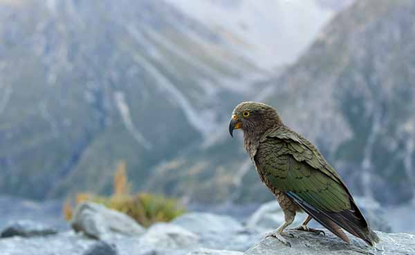 Arthur’s Pass National Park