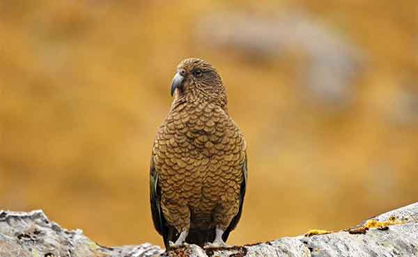 Fiordland National Park