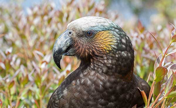Stewart & Ulva Islands