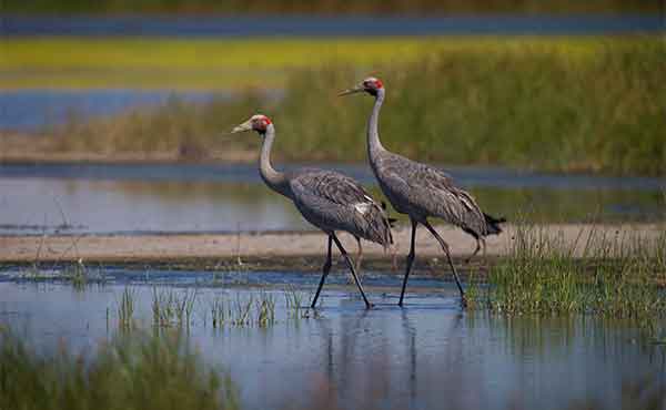 Tonda Wildlife Management Area