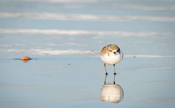 Adelaide International Bird Sanctuary