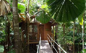 Daintree Wilderness Lodge