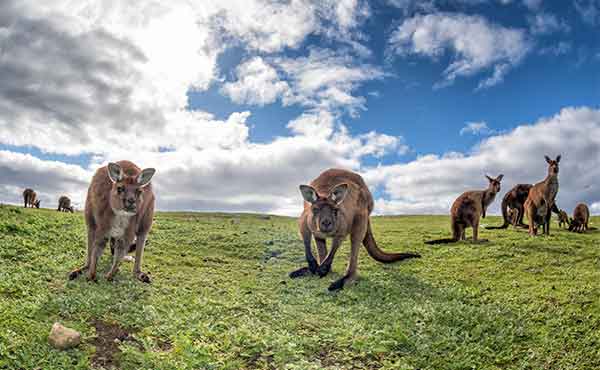Kangaroo Island