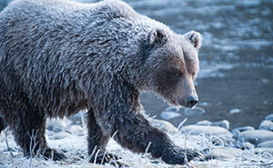 Fishing Branch River Ni’iinlii Njik Territorial Park