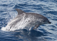 Bottlenose dolphin in the Azores