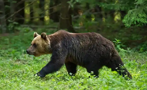 Alutaguse National Park