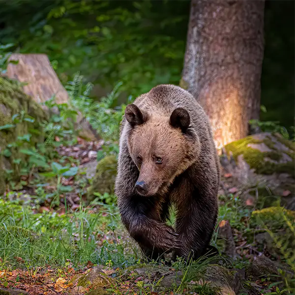 Brown bear in the Carpathian Mountains, Romania