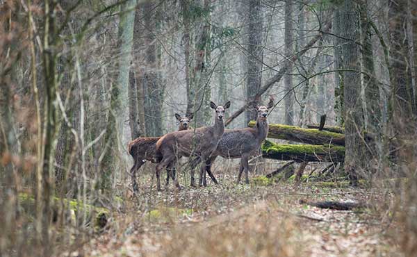 Belovezhskaya Pushcha National Park