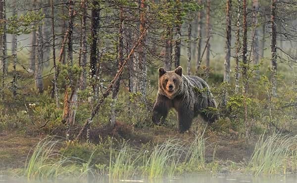 Martinselkonen Nature Reserve