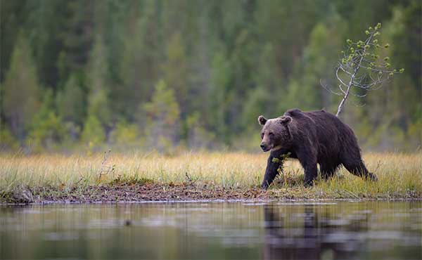 Martinselkonen Nature Reserve Bear Hides