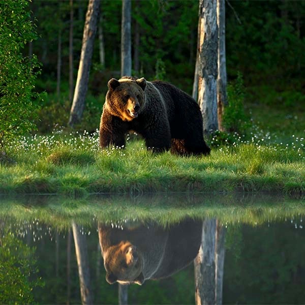 Brown bear in Finland