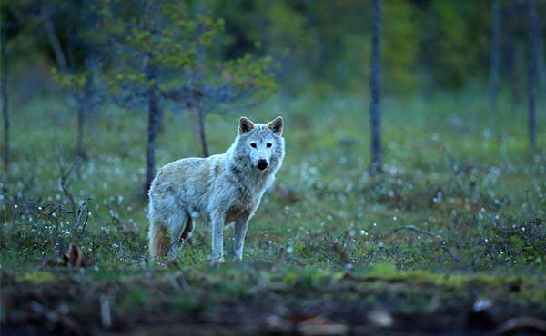 Eurasian wolf in Finland.