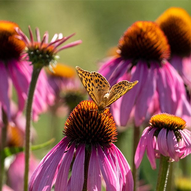 Orange spotted fritillary butterfly on pink echinacea in France