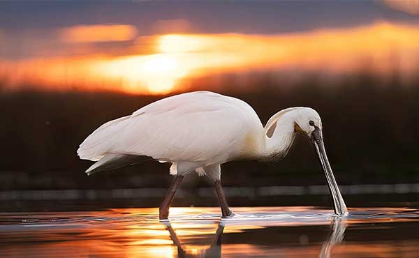 Pusztaszer Landscape Protection Area