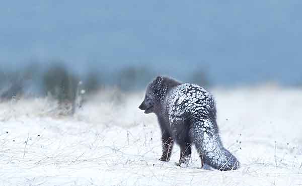 Hornstrandir Nature Reserve