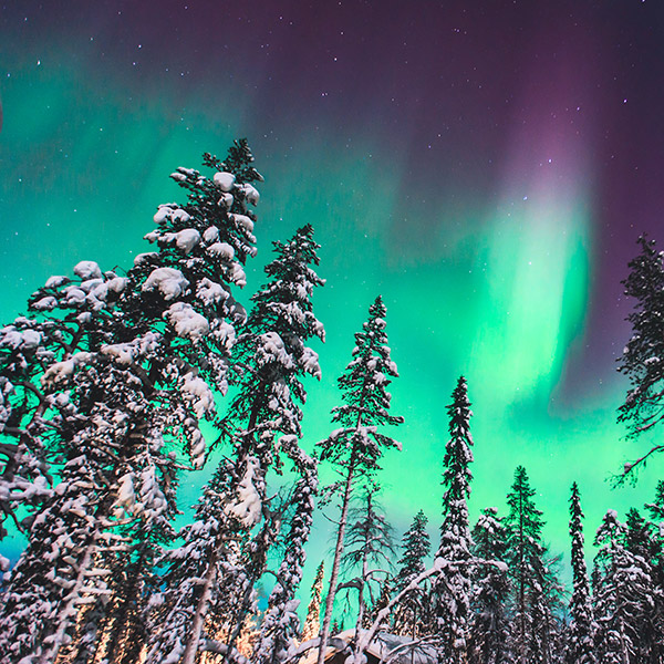 Snowy forest in Norway with the Northern Lights overhead