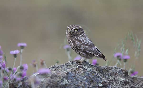 Monfragüe National Park