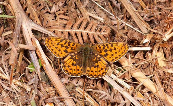 Dartmoor National Park